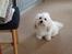 Coton de tulear Gibson