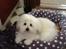 Coton de tulear Gibson