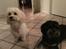 Bichon havanais Liza 