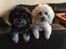 Bichon havanais Liza 