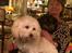 Bichon havanais Liza 