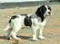Field Trial Springer Spaniel Tjekko