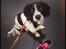 Field Trial Springer Spaniel Tjekko
