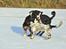 Field Trial Springer Spaniel Tjekko