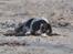 Field Trial Springer Spaniel Tjekko