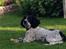 Field Trial Springer Spaniel Tjekko