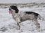 Field Trial Springer Spaniel Tjekko