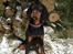 Gordon setter Øens Bellis