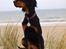 Gordon setter Øens Bellis