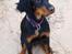 Gordon setter Øens Bellis