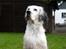 Engelsk setter Tobølbjergs Houdini