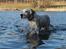 Engelsk setter Tobølbjergs Houdini