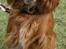 Cocker spaniel SMUT 
