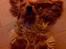 Cocker spaniel Sasha