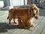 Cocker spaniel Sasha
