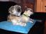Shih tzu Futte