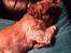 Shih tzu Futte