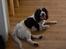 Engelsk springer spaniel Bess
