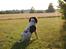 Engelsk springer spaniel Bess