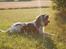 Engelsk springer spaniel Bess