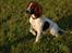 Engelsk springer spaniel Bess