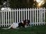Engelsk springer spaniel Bess