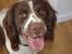 Engelsk springer spaniel Bess