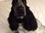 Cocker spaniel Sky - Sky 19 mdr