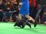 Cocker spaniel Sky - Crufts 2016