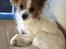 Papillon Smilla