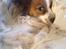 Papillon Smilla