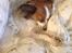 Papillon Smilla