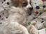Papillon Smilla