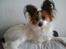 Papillon Smilla