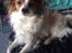 Papillon Smilla