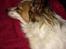 Papillon Smilla