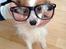 Papillon Smilla
