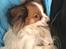 Papillon Smilla