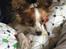 Papillon Smilla