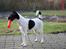 Glathåret foxterrier  blanding NOVA