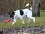 Glathåret foxterrier  blanding NOVA