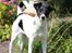 Glathåret foxterrier  blanding NOVA
