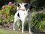 Glathåret foxterrier  blanding NOVA