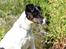 Glathåret foxterrier  blanding NOVA