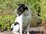 Glathåret foxterrier  blanding NOVA