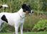 Glathåret foxterrier  blanding NOVA
