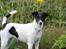 Glathåret foxterrier  blanding NOVA