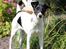 Glathåret foxterrier  blanding NOVA