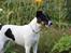 Glathåret foxterrier  blanding NOVA