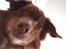 Nova scotia duck tolling retriever Take It Easy (Easy)